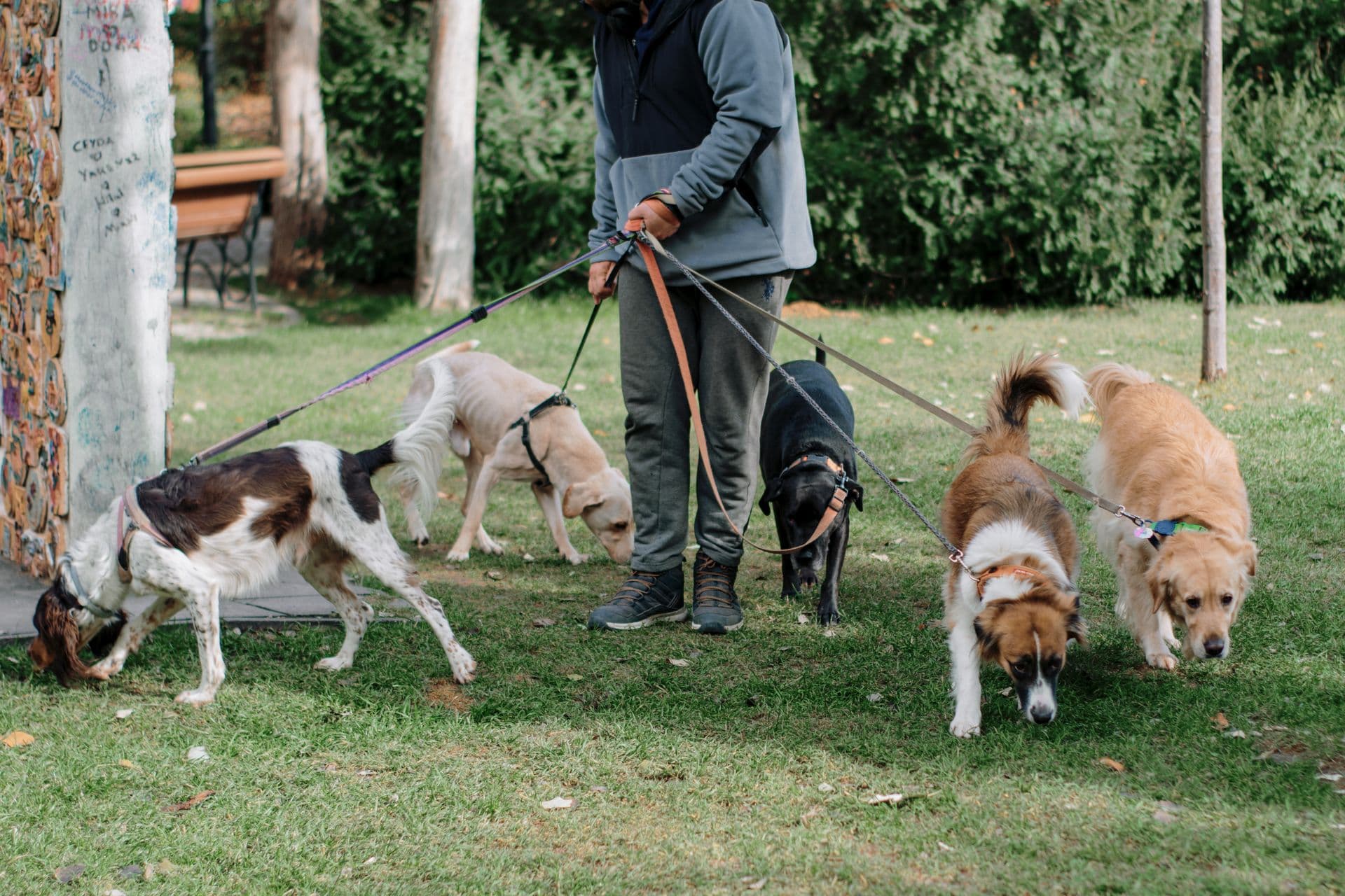 How to stop your dog from pulling on the leash