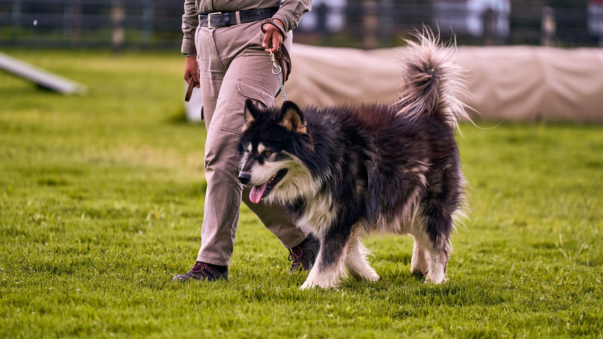 Crate training basics for a calm, confident dog