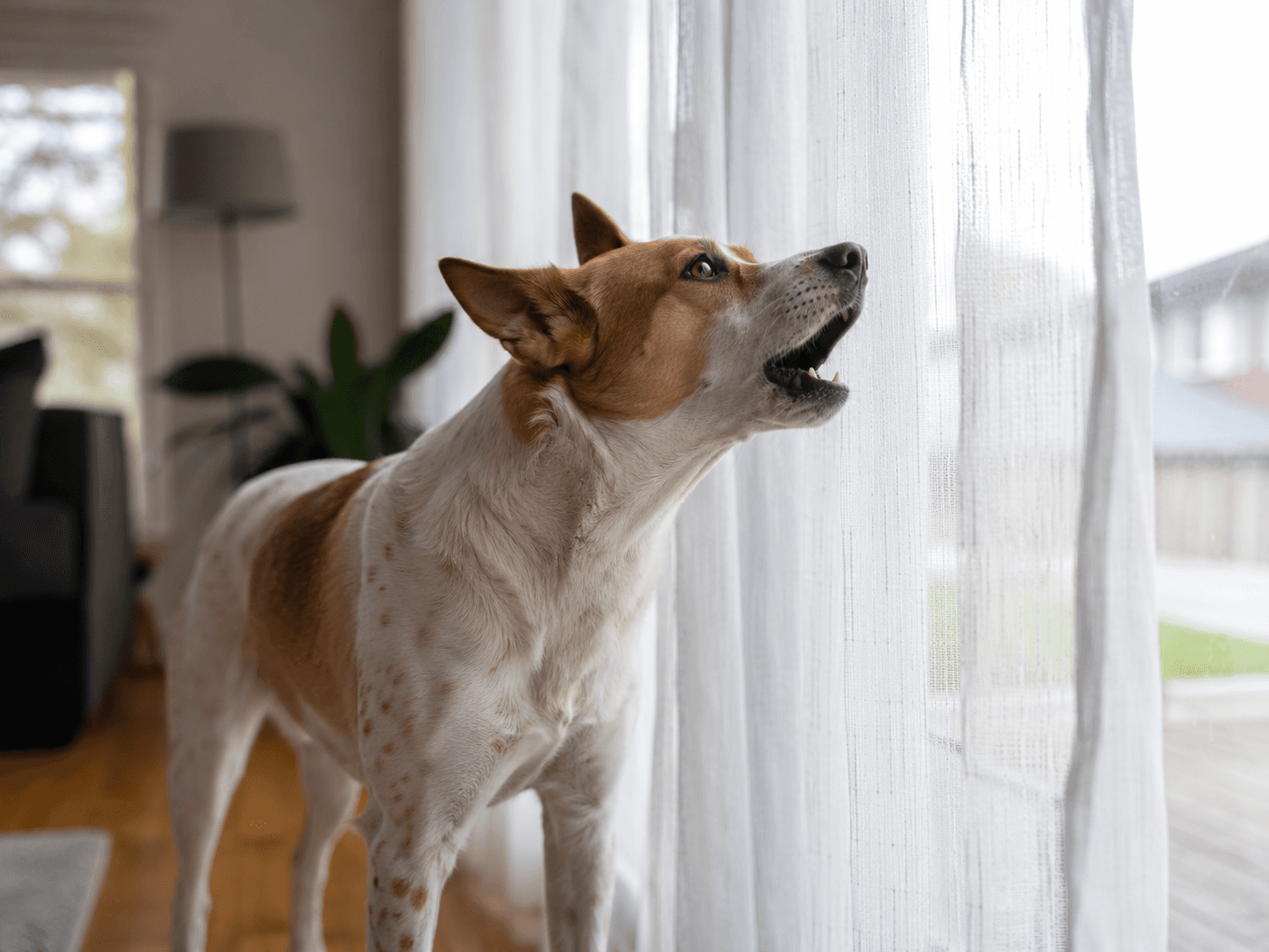 Why dogs bark and how to quiet excessive barking