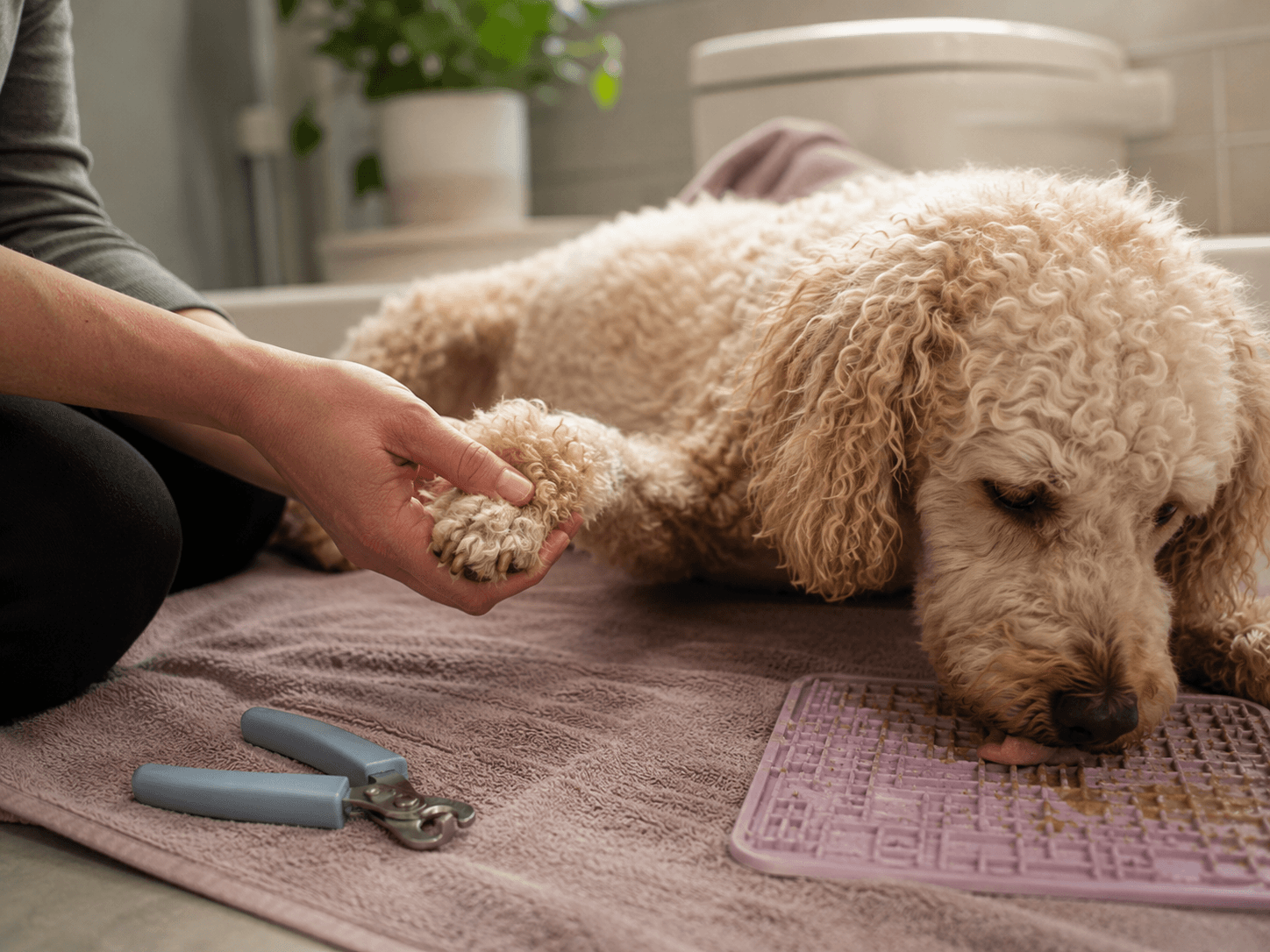 Stress-free nail trims and grooming: handling exercises that work