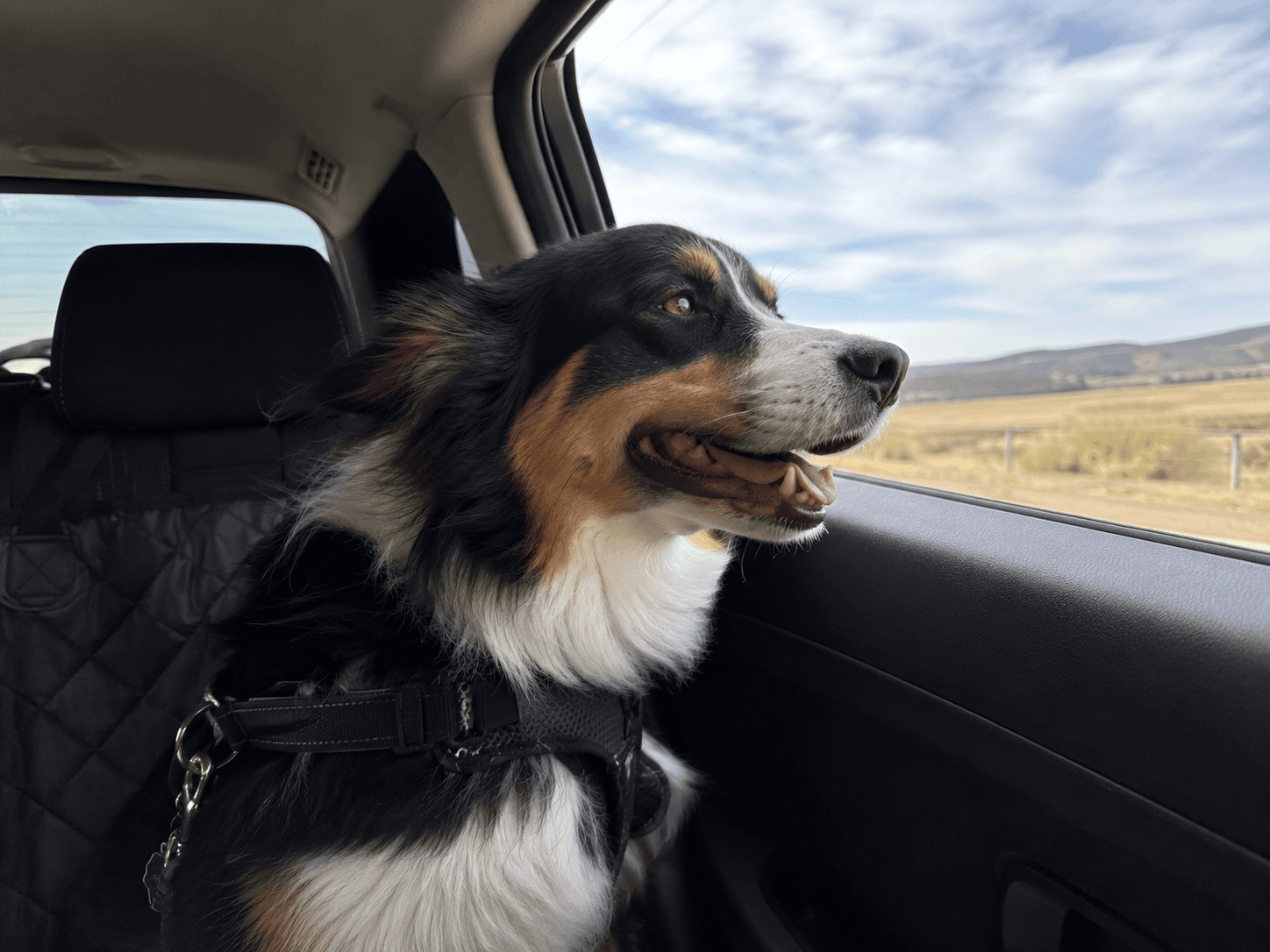 Car ride anxiety: helping your dog learn to love the car