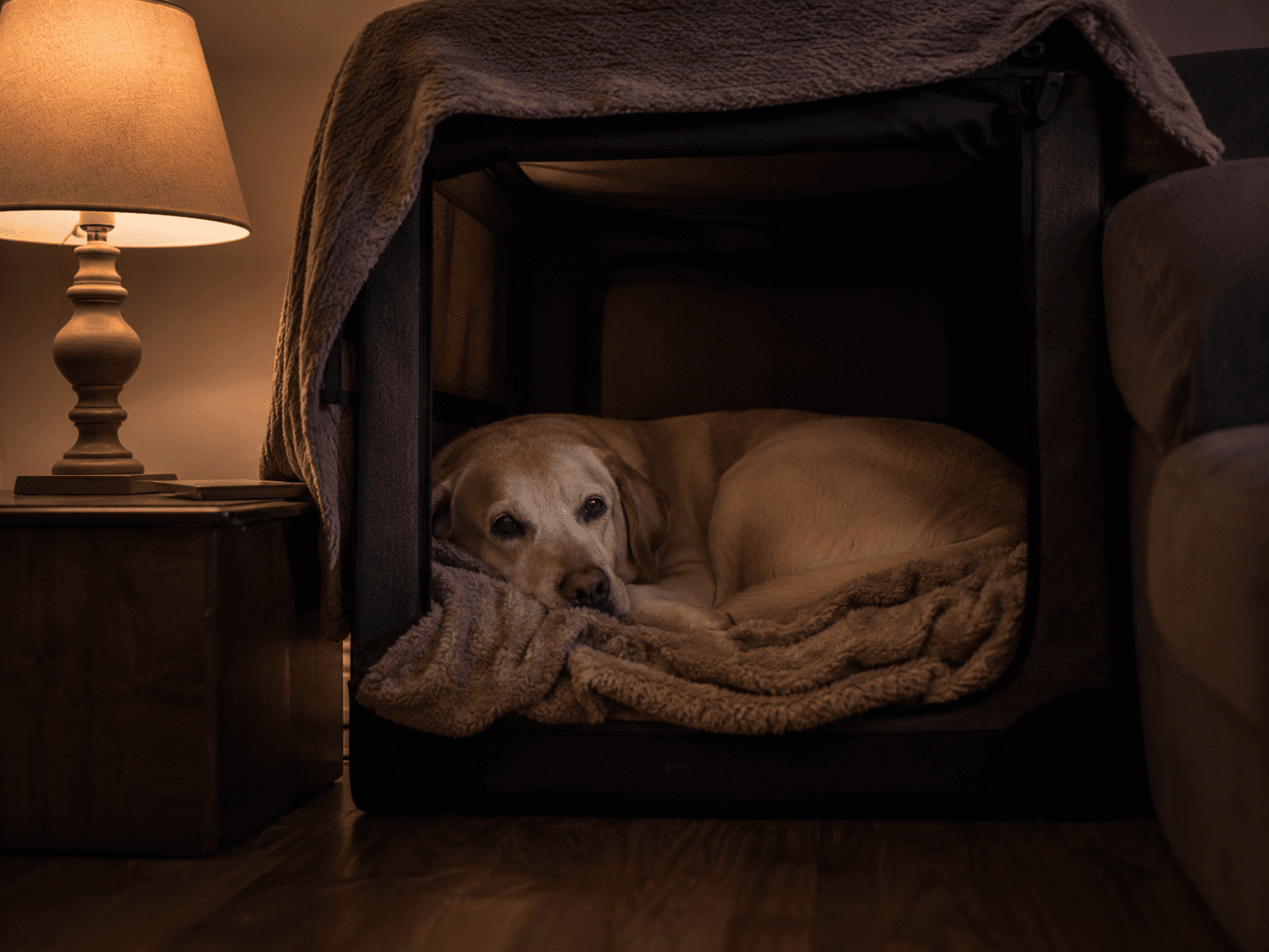 Thunderstorms and fireworks: calming a noise-phobic dog