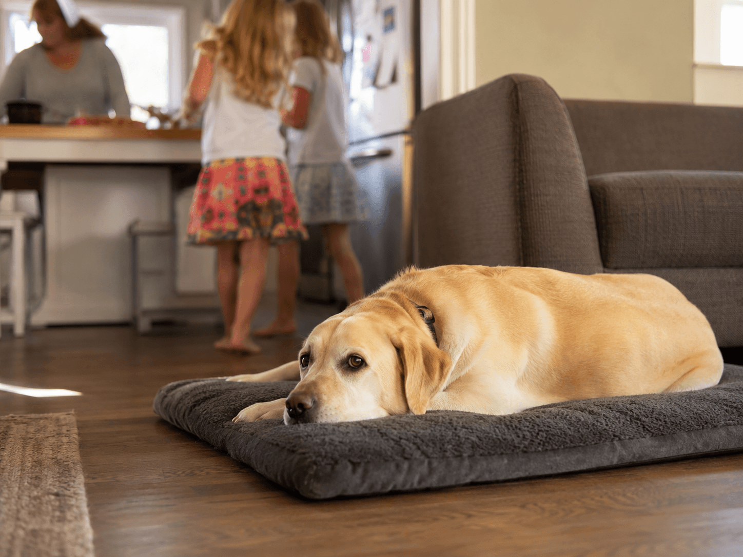 Teach 'place': give your dog an off-switch on a mat