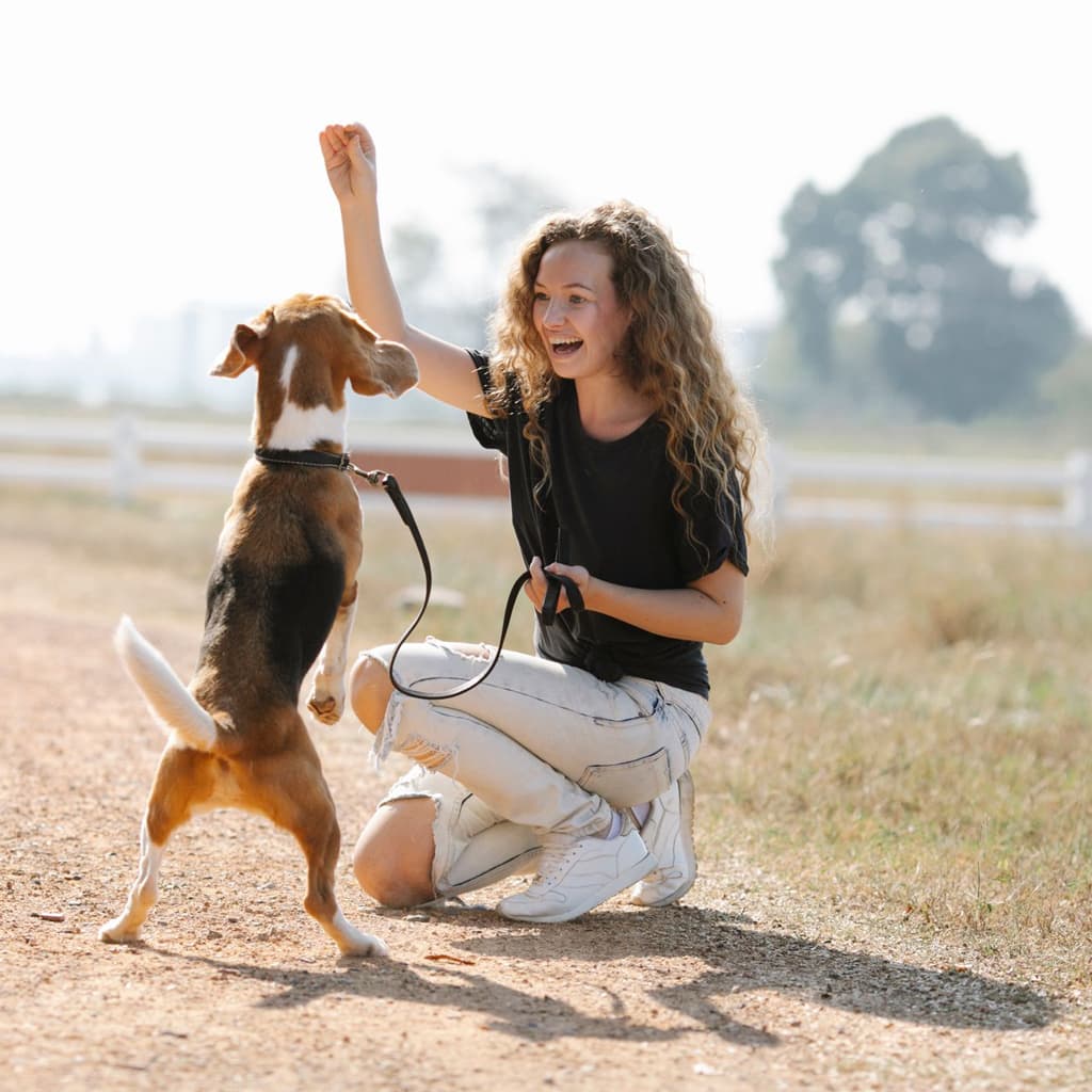 An owner rewarding their dog during a home training session