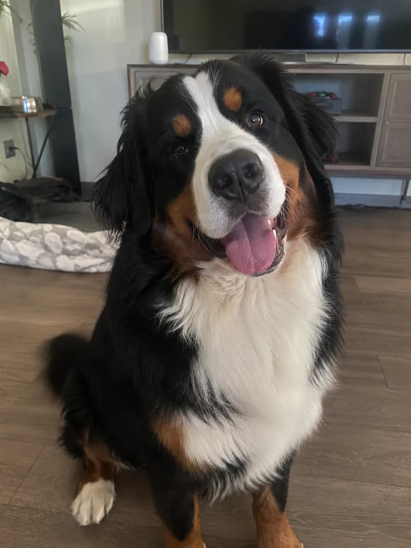 Gus