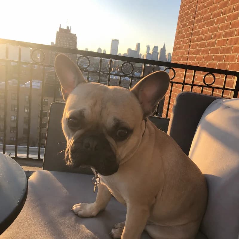 Louie
