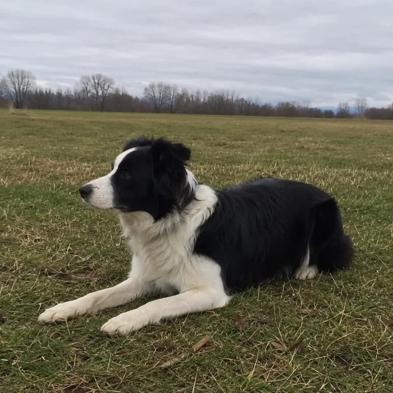 Piper