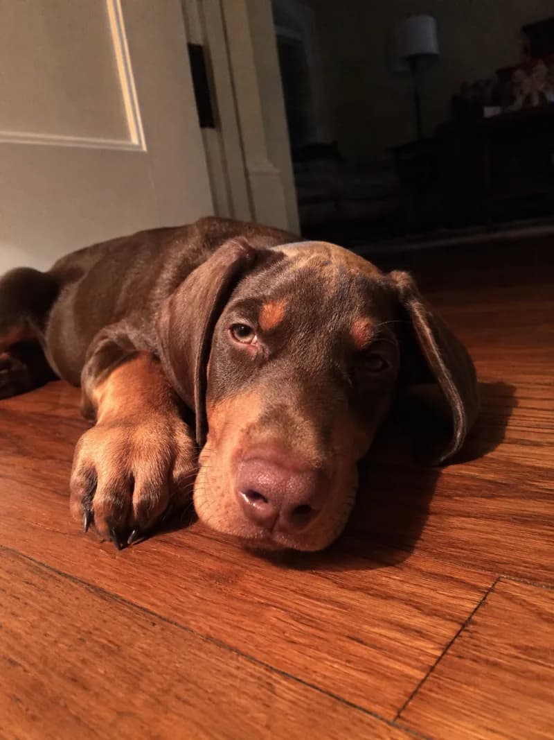 Rocco