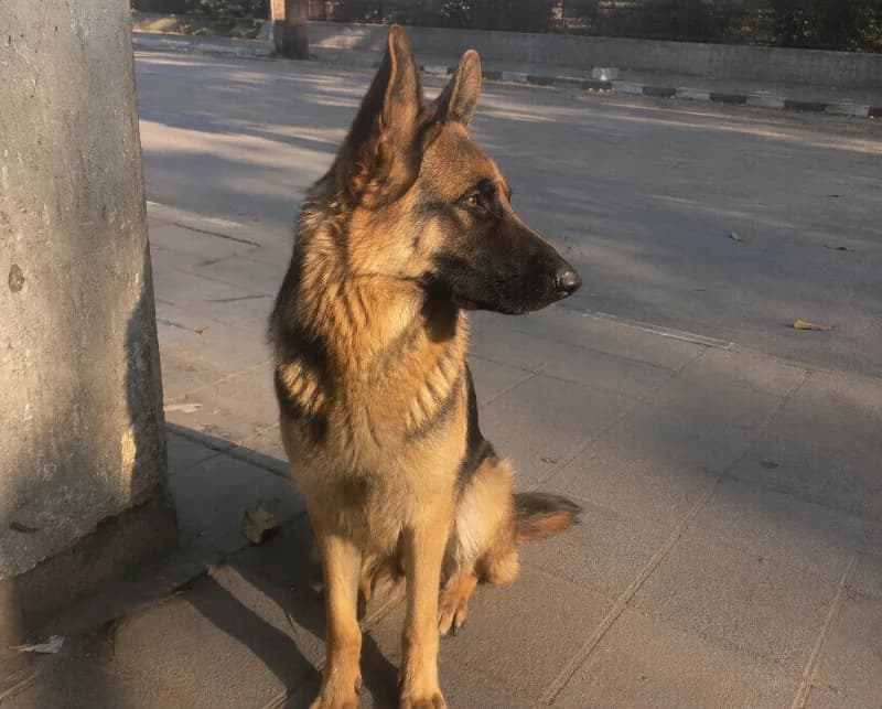 Sarge