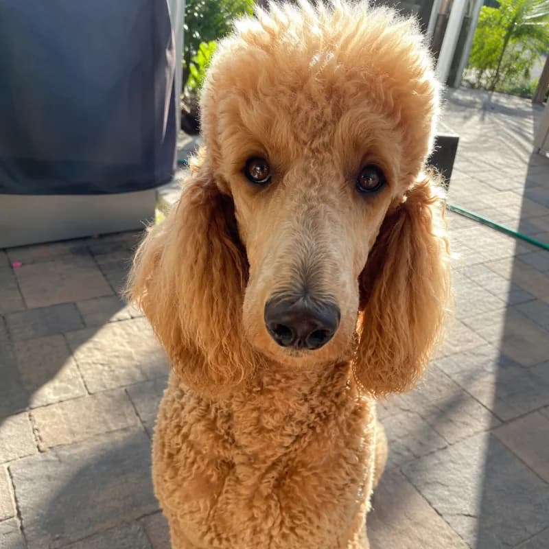 Bella
