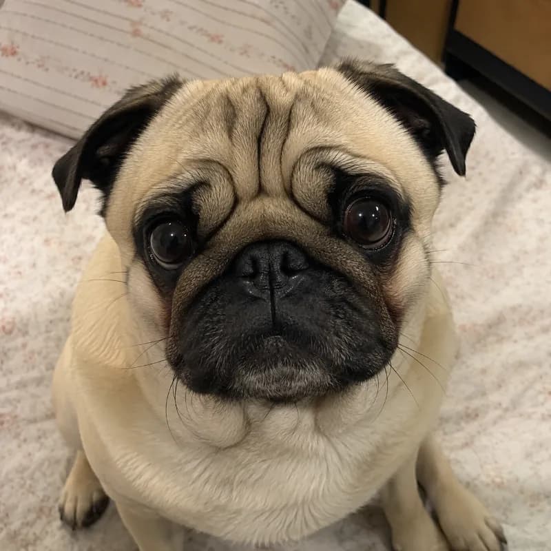 Otis