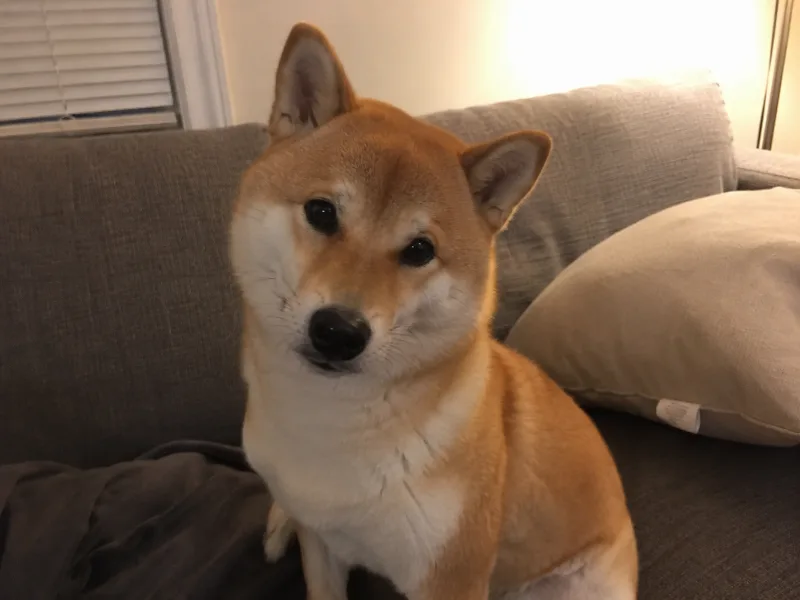 Ren