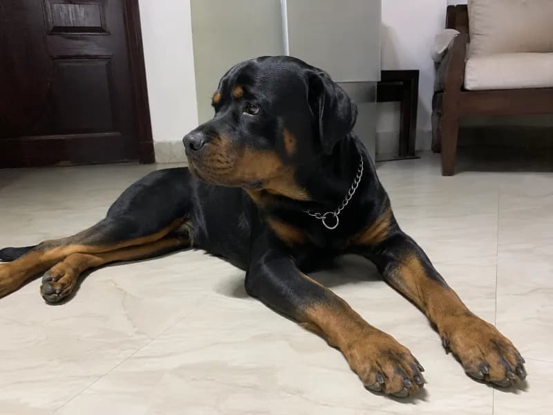 Rico