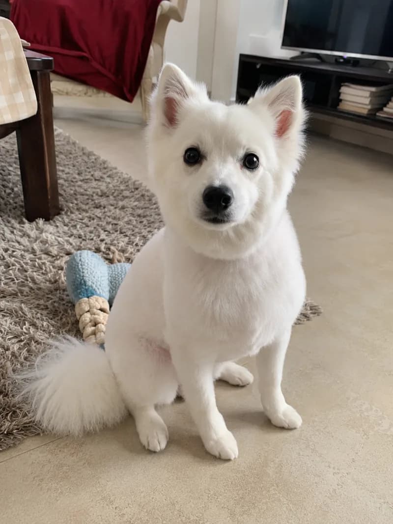 Kiko