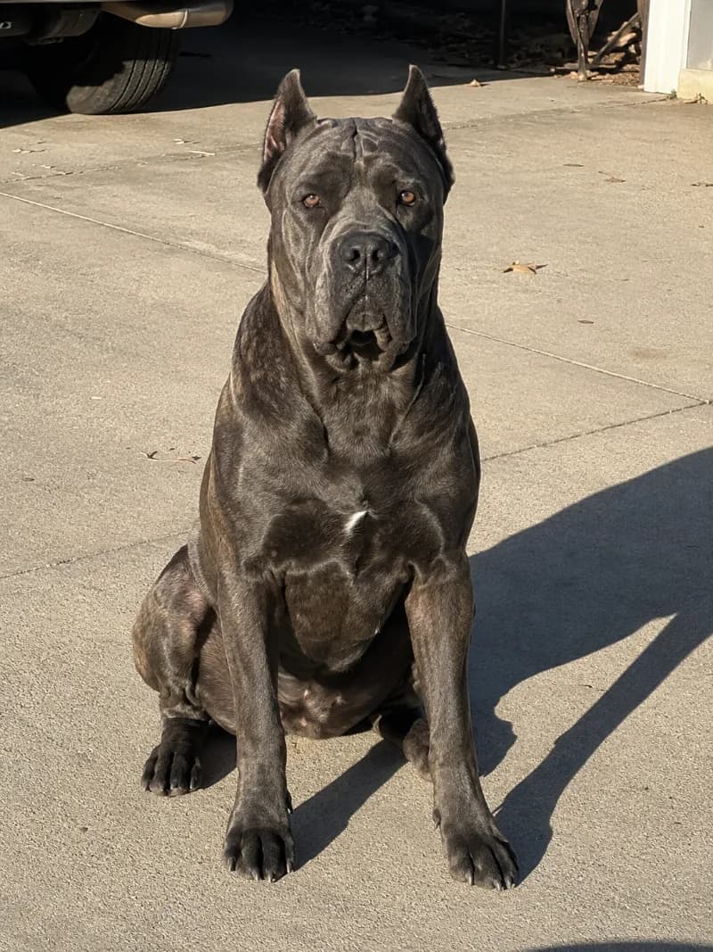 Chiquita