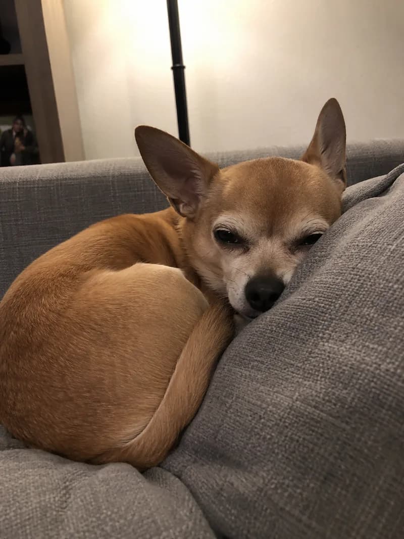 Pip