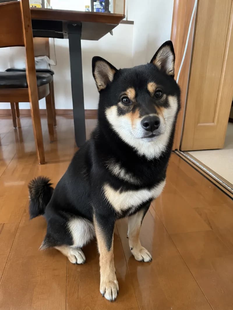 Zola