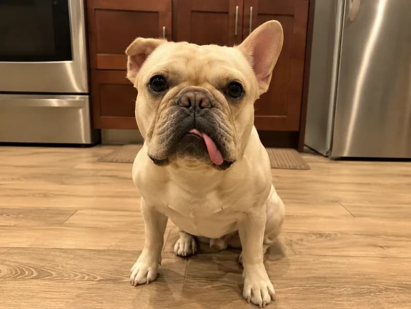 Paco