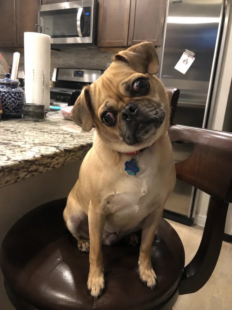 Koji
