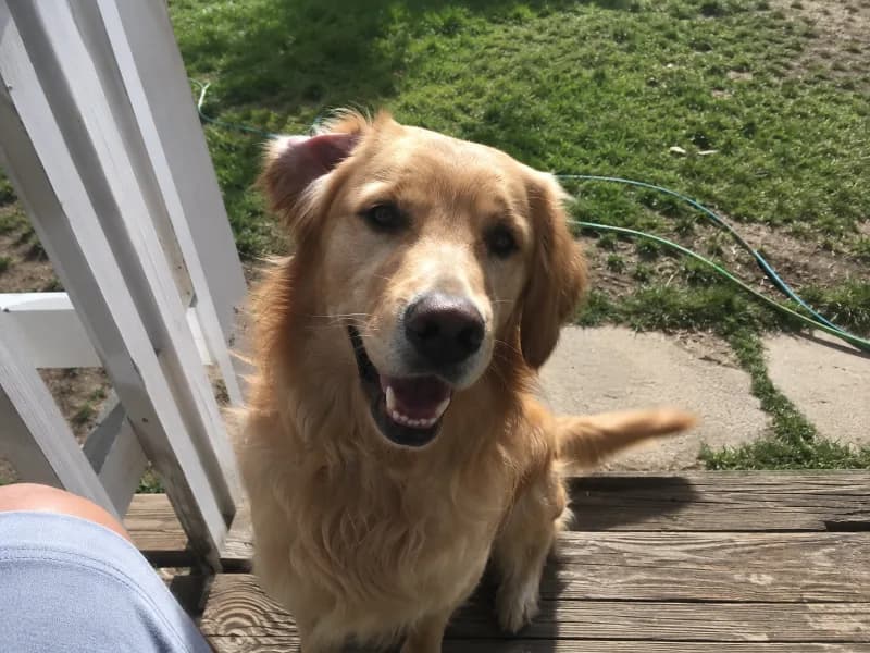 Buddy