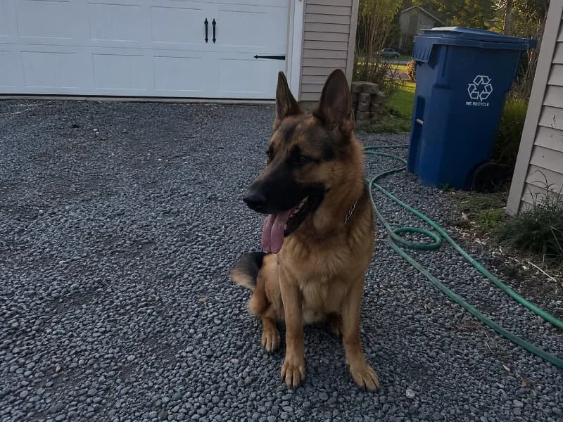 Duke
