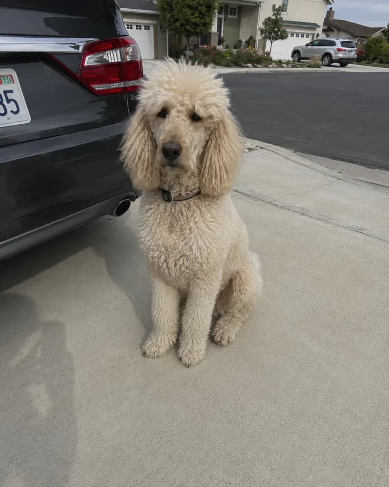 Ollie