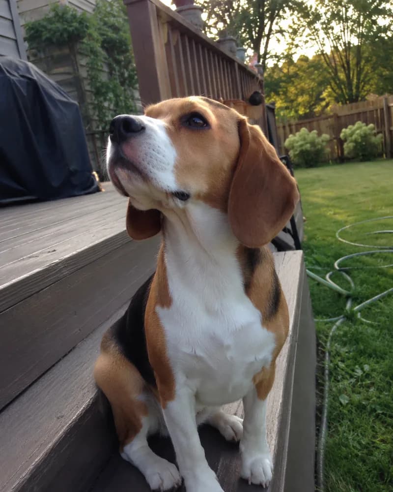 Biscuit