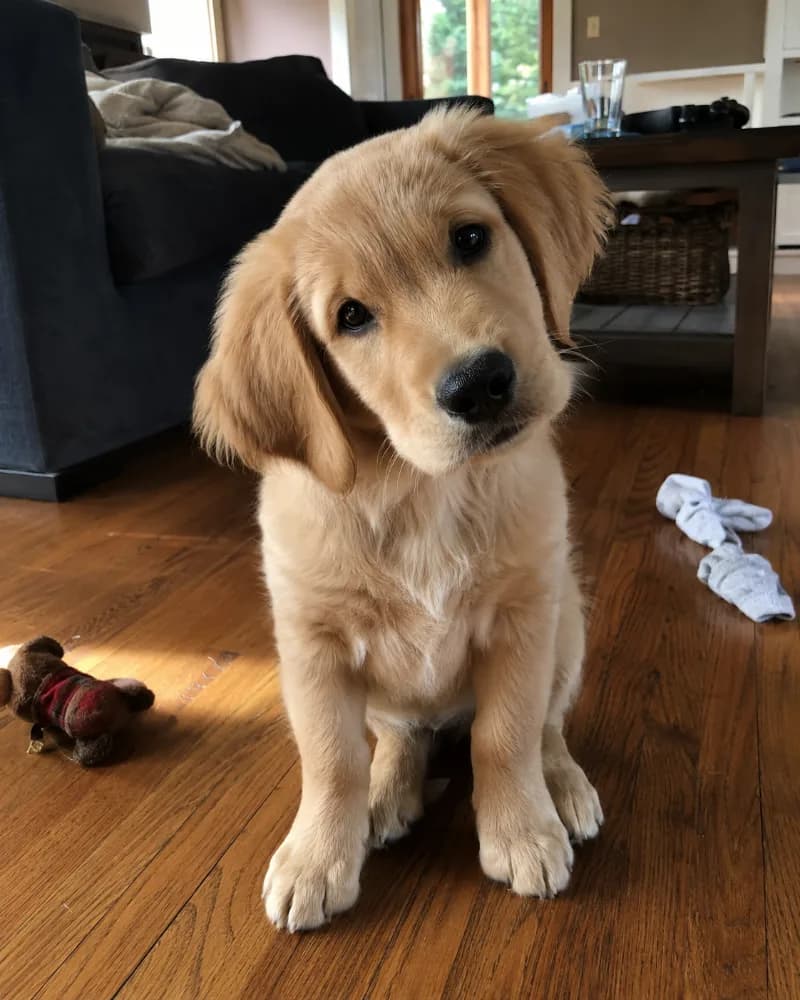 Maple