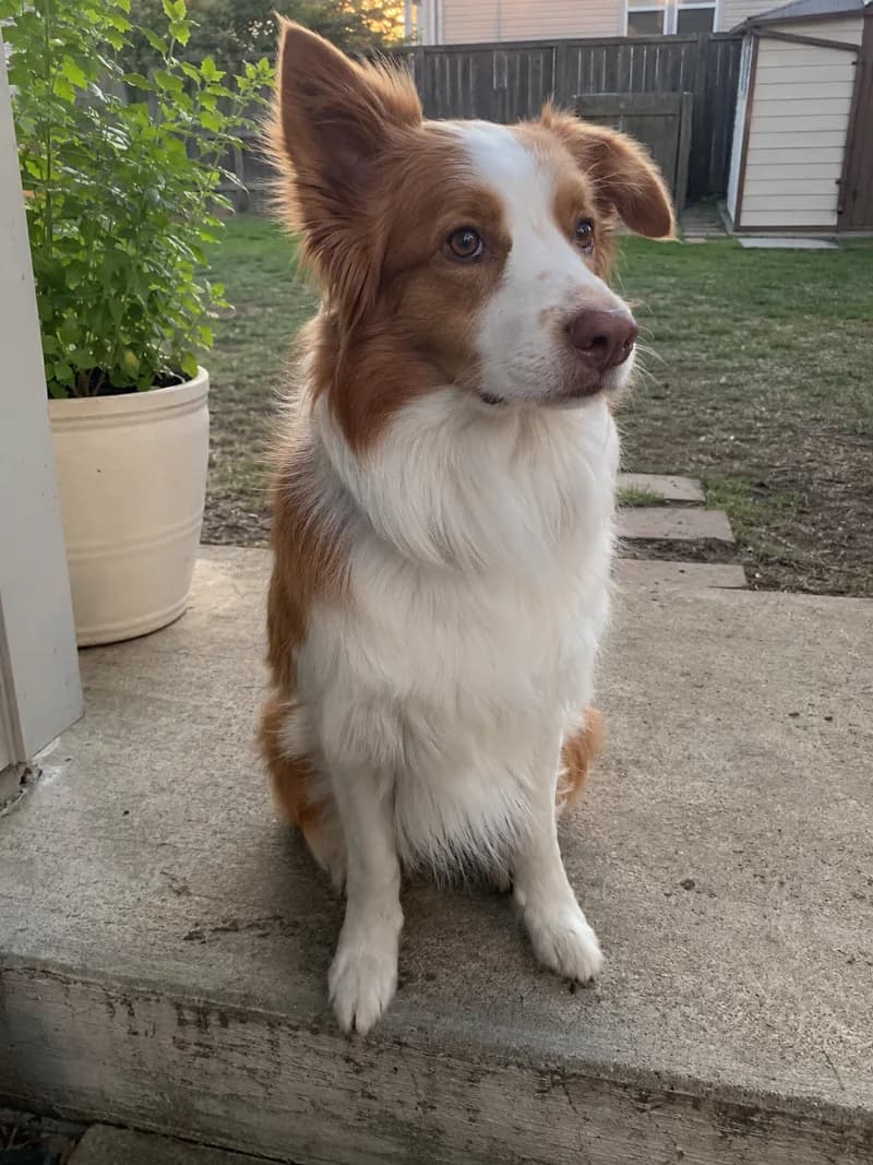 Echo